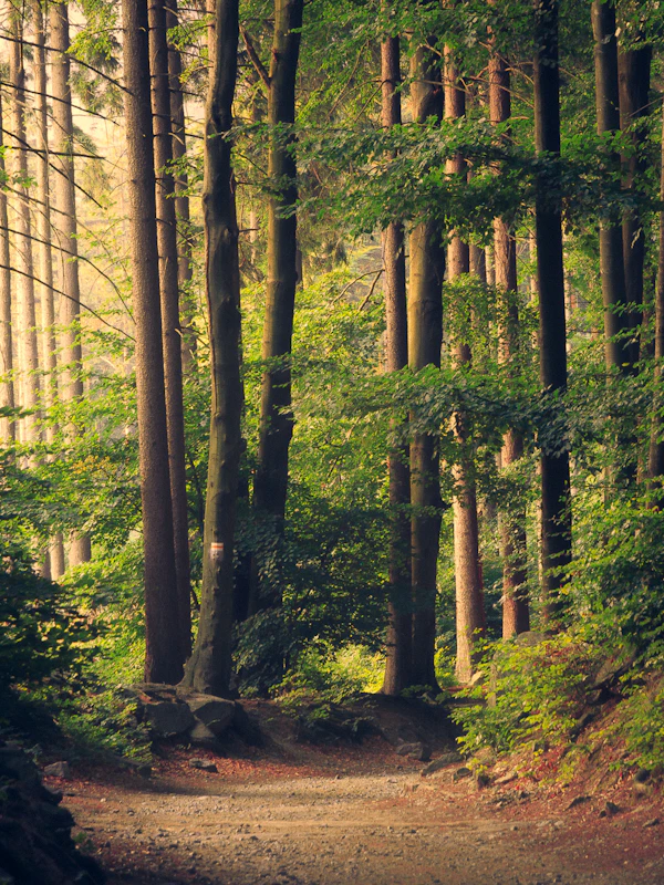 Sunlight falling through a lush green forest